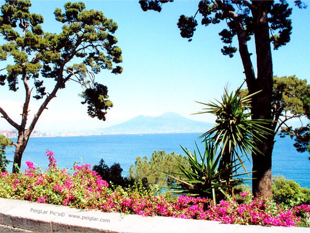 it naples mtv flowers dt.jpg